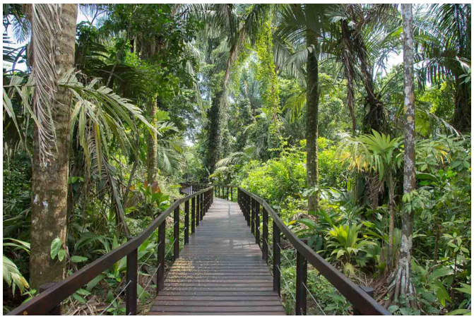 Sendero en Cahuita